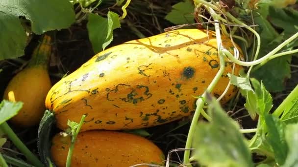 Zucchine coltivate in campo ortaggi biologici raccolta agricoltori — Video Stock