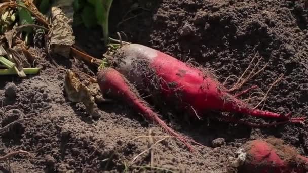 ビートは地面に横たわりビート農家の収穫を集め — ストック動画