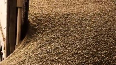 buğday taneleri dökülüyor tahıl gevrekleri dökülüyor