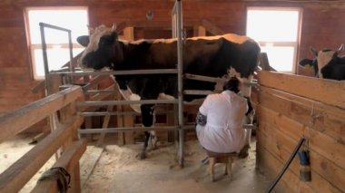 Sütçü kız süt sağıyor süt çiftliğinde kadın çalışan beyaz cüppeli inek sağıyor.