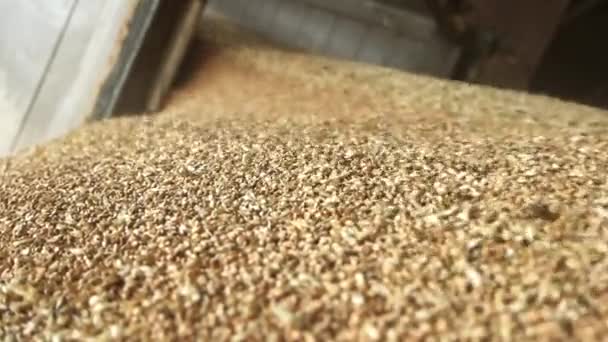 Caída de trigo grano movimiento de cerca verter cereales macro ver — Vídeo de stock