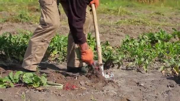 Farmer dripping beets grandpa gathers beet on the field — Stock Video