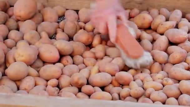 農家は地面からジャガイモを精製するためにジャガイモを準備します — ストック動画