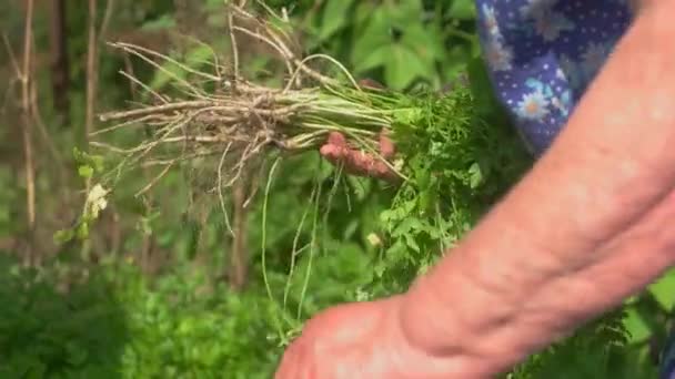 Main tenant des branches d'herbes vertes de persil ingrédient clé pour la salade d'été — Video