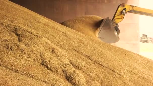 Загрузка зерна в экскаватор желтого урожая на складе зернового завода — стоковое видео