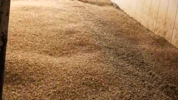 Lots of wheat grains falling down agricultural facility storage of grain wheat — Stock Video