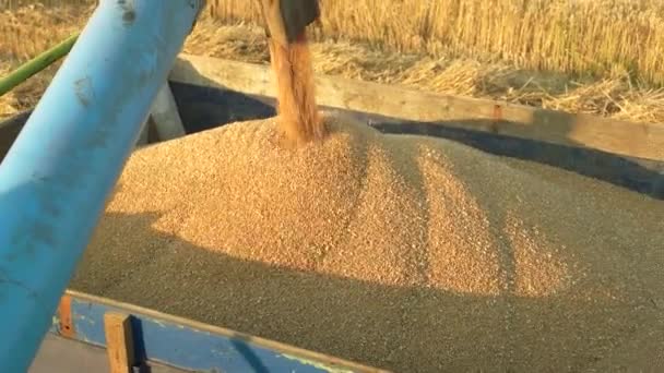 Derramamento de grãos de milho em reboque trator após a colheita — Vídeo de Stock