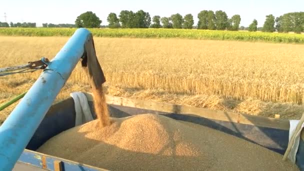 Menuangkan biji jagung ke trailer traktor setelah panen — Stok Video