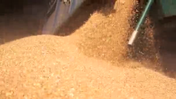 Derramando grãos na pilha de perto cereais de grão fluindo em um monte — Vídeo de Stock