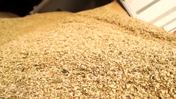 Buğday boşaltılıyor. Sarı mısır gevreği yığınını kapatın. — Stok video