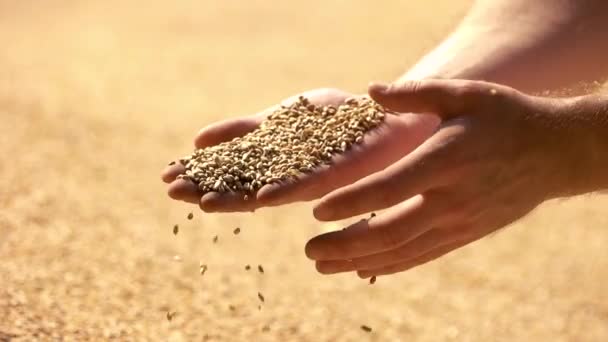 Grâu în mâna omului care ține grâul în mâini — Videoclip de stoc