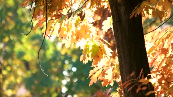 Pohon ek musim gugur dengan daun oranye berlatar belakang hutan — Stok Video