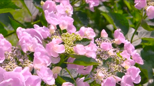 Όμορφα ροζ λουλούδια ανθίζοντας ορτανσία και μπουμπούκια — Αρχείο Βίντεο