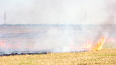 Yanan tarla ekinleri orman yangını kuru otları yakıyor