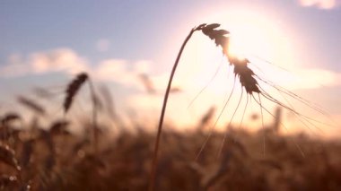 Arka planda kulak ve güneş rüzgarda hareket eder.