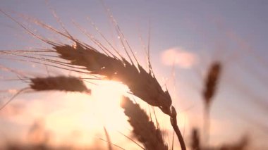 Parlak güneş arka planında kulaklar