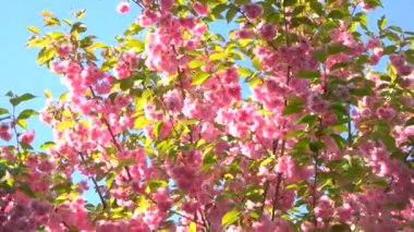 Japon sakura çiçeği gökyüzü arka planında doğu kiraz çiçeğini kapat