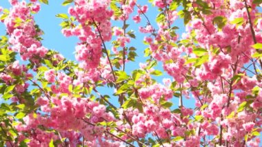 Pembe kiraz çiçeği. Kapatın bahar çiçeğini. Doğanın sakura güzelliği.