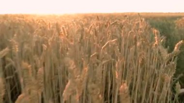 buğday tarlası günbatımı arasında çalışan ilk kişi görünümü