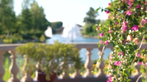 Blurred flowers and fountains summer nature background — Stock Video