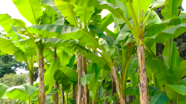 Egy csomó banánfa, buja zöld levelekkel. — Stock videók