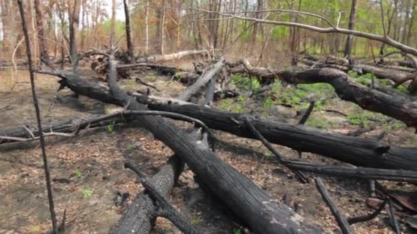 Troncs d'arbres carbonisés bois brûlé noir des forêts aux cendres — Video