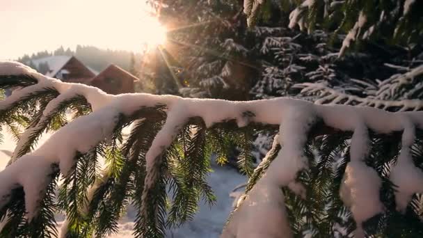 Χριστουγεννιάτικο αειθαλές έλατο με φρέσκο χιόνι — Αρχείο Βίντεο