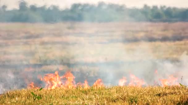 Droog gras op brand per ongeluk vuur op het veld in de zomer — Stockvideo
