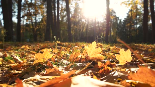 Herbst Laub unter Sonnenlicht Herbst Blätter Teppichboden — Stockvideo