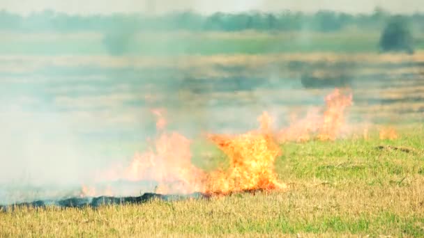 Pole trawa ogień i dym ruch ogień na zielonym lesie — Wideo stockowe