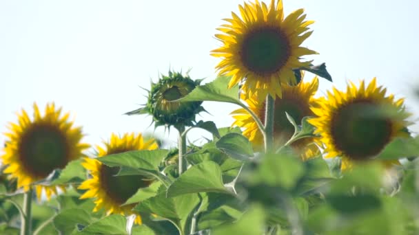 Veld van zonnebloemen waait wind blauwe lucht achtergrond — Stockvideo