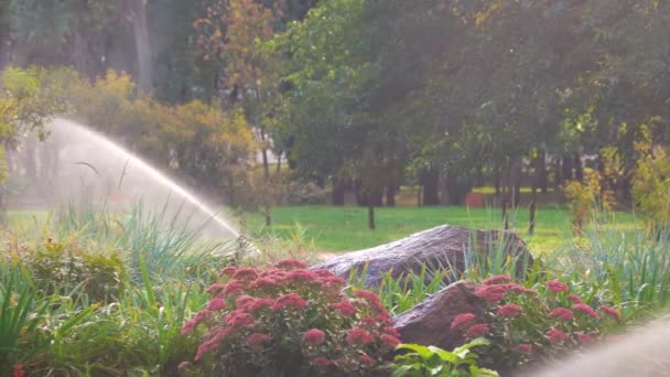 Jardín de flores en el parque aspersor de agua en un jardín — Vídeo de stock