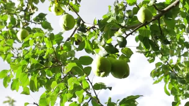 Ovocné hrušky na stromě sklizeň ovoce — Stock video