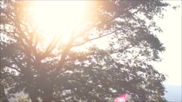 緑豊かな木と明るい太陽の枝や葉が生き、より良いものへの希望 — ストック動画
