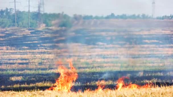 Prado fuego enorme campo quemado hierba en el campo y fuego llama con humo negro — Vídeos de Stock