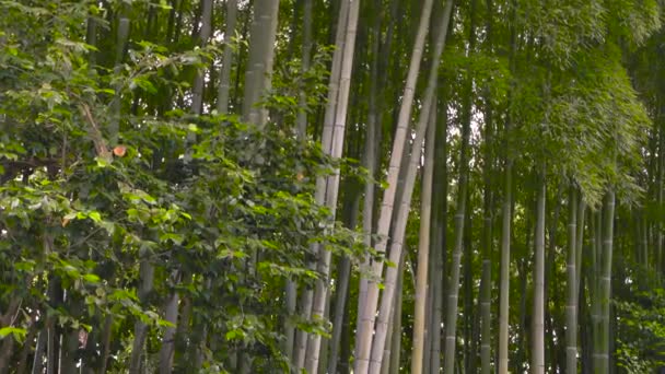 Природа і лавка високі бамбукові дерева літо в Китаї — стокове відео