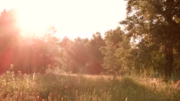 自然と太陽の光緑豊かな木と草 — ストック動画