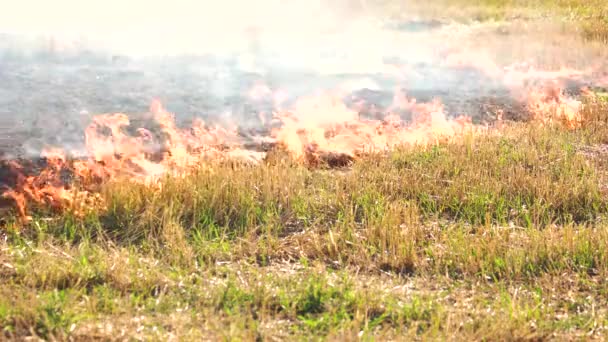 Spreading wildfire on grass close up — Stock Video