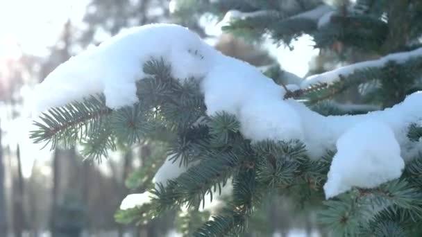 Ramas de abeto en invierno árbol siempreverde nieve — Vídeos de Stock