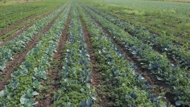 Huerta en un campo de día de verano con plantas de col verde — Vídeo de stock