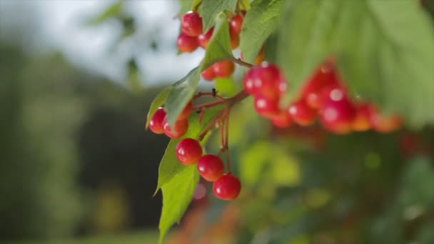 Viburnum på ett träd röda bär hängande på ett träd — Stockvideo