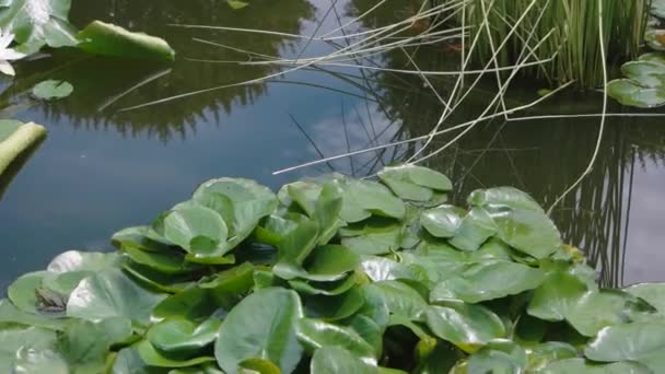 Witte lotusbloemen op waterlelies in de vijver — Stockvideo