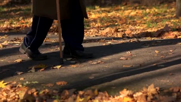 Oude man wandelen met stok in de herfst park — Stockvideo