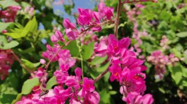 Arılar pembe çiçek nektarıyla beslenir.