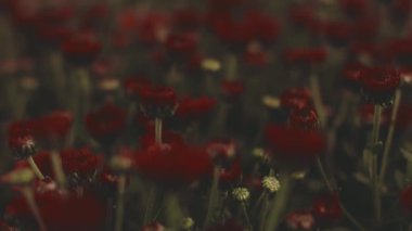 Kırmızı çiçeklerin bulanık görüşü