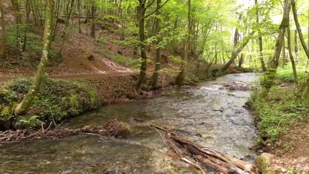 Un corso d'acqua fluviale nella foresta — Video Stock