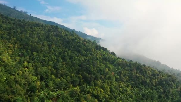 Una niebla en un bosque de montaña — Vídeos de Stock