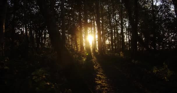 森の木々の隙間から見える夕日の光が — ストック動画
