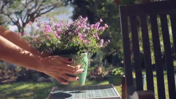 Una mujer colocando una planta de maceta con flores a la luz del sol — Vídeos de Stock