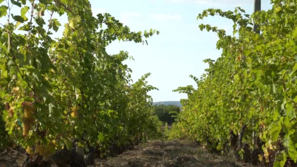 Un viñedo utilizado para la producción de vino — Vídeo de stock